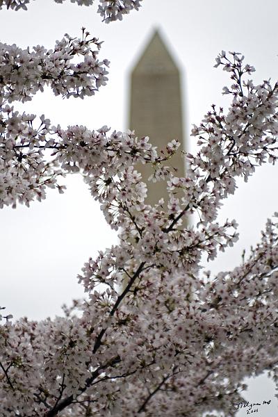 20080403_112415 D300 P.jpg - Cherry Blossoms at Tidal Basin with Washington Monument in background